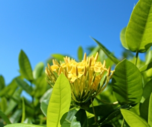 Gili Trawangan Flower