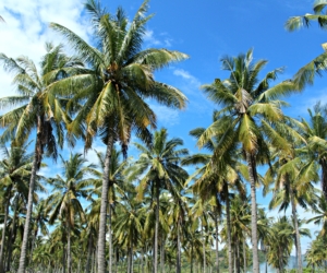 Gili Trawangan Palms