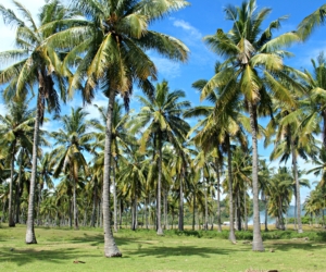 Palm Grove Gili Trawangan