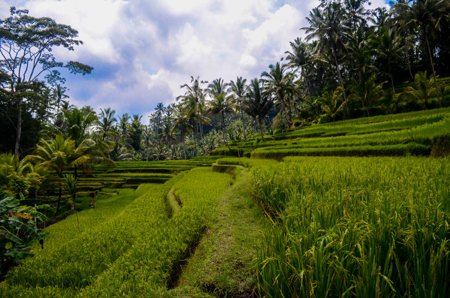 Ubud Rice Terrace
