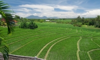 Rice Fields - Shalimar Villas - Seseh, Bali