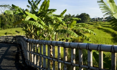 Pathway - Villa Levi - Canggu, Bali