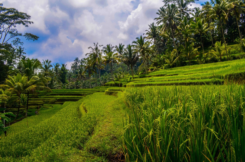 Bali Riceterraces