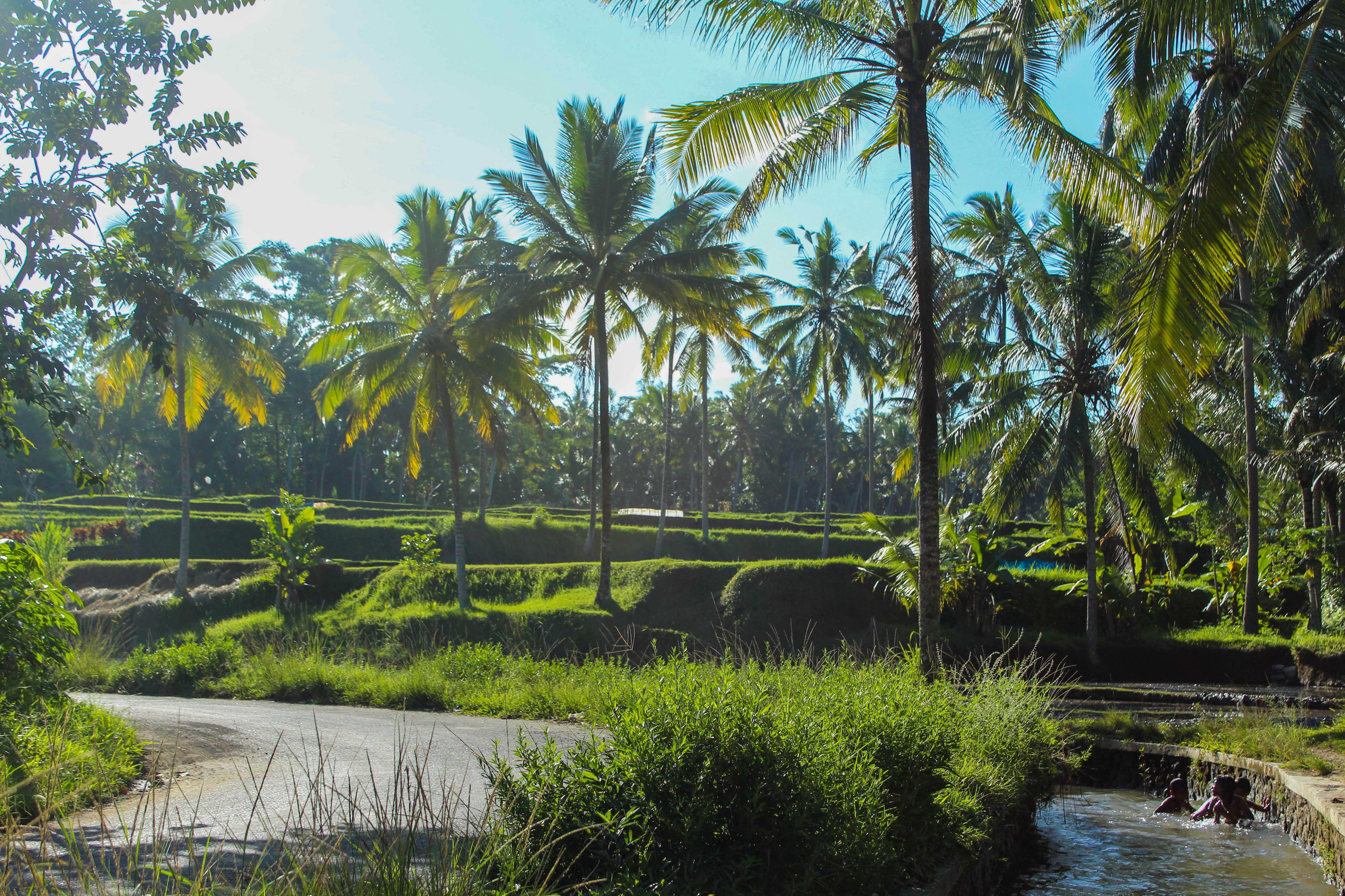 Free Photos of Bali  Landscapes and Ricefields Vilondo 