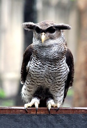 Owl Bali Bird Park1