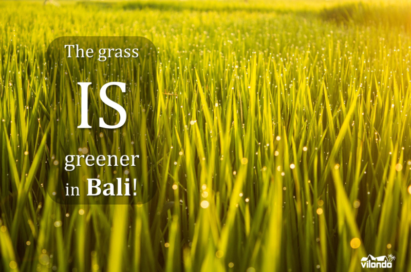 The Grass Is Greener In Bali Sharp