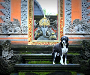 Ubud Temple Dog